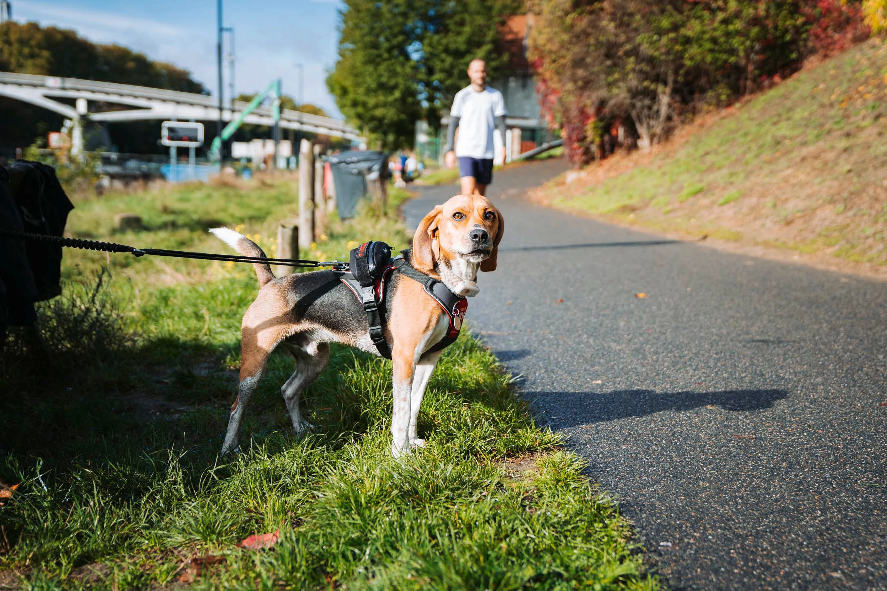 Deux chiens tenus en laisse sur le chemin, pendant la sortie