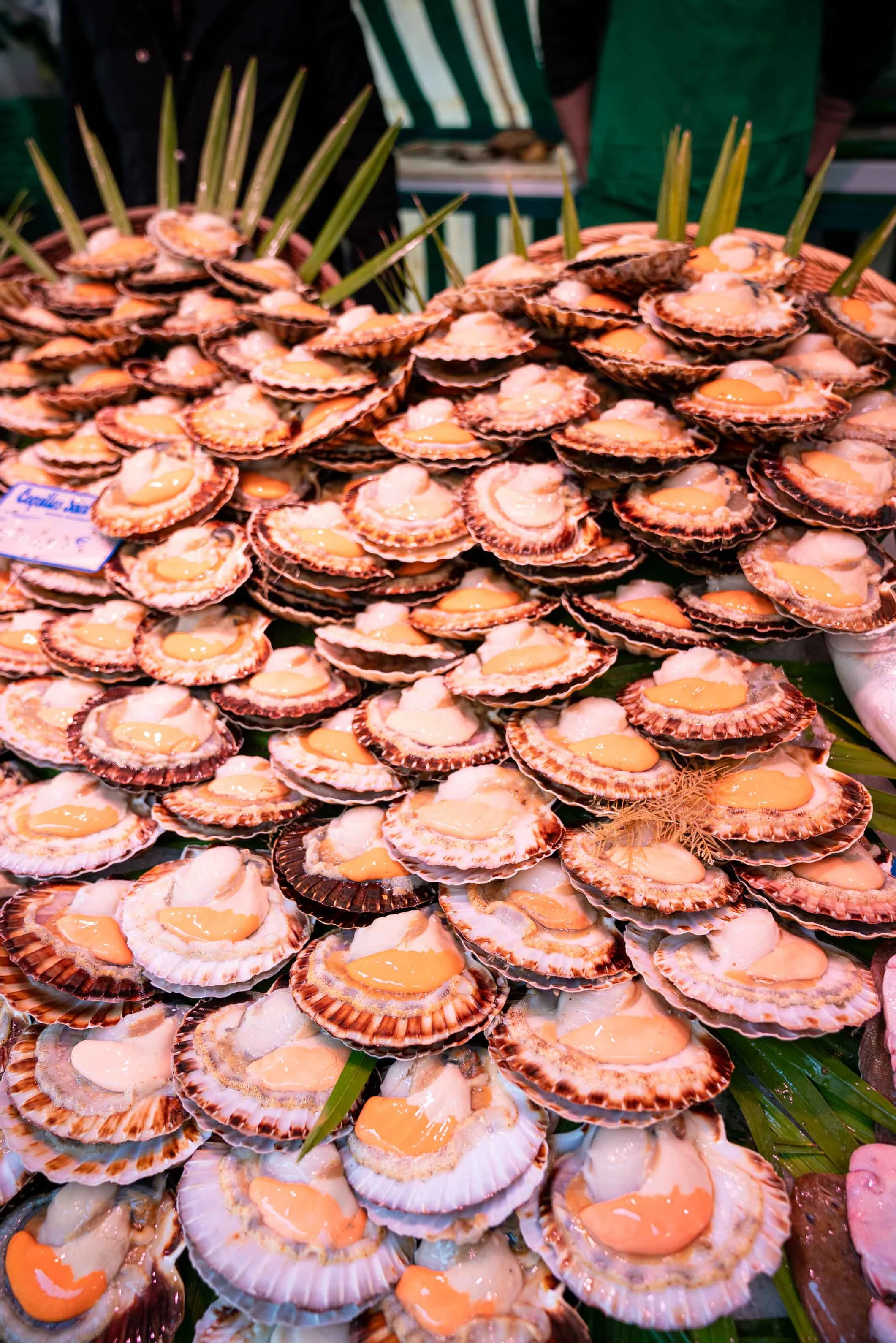 Des coquilles Saint-Jacques alignées sur la glace
