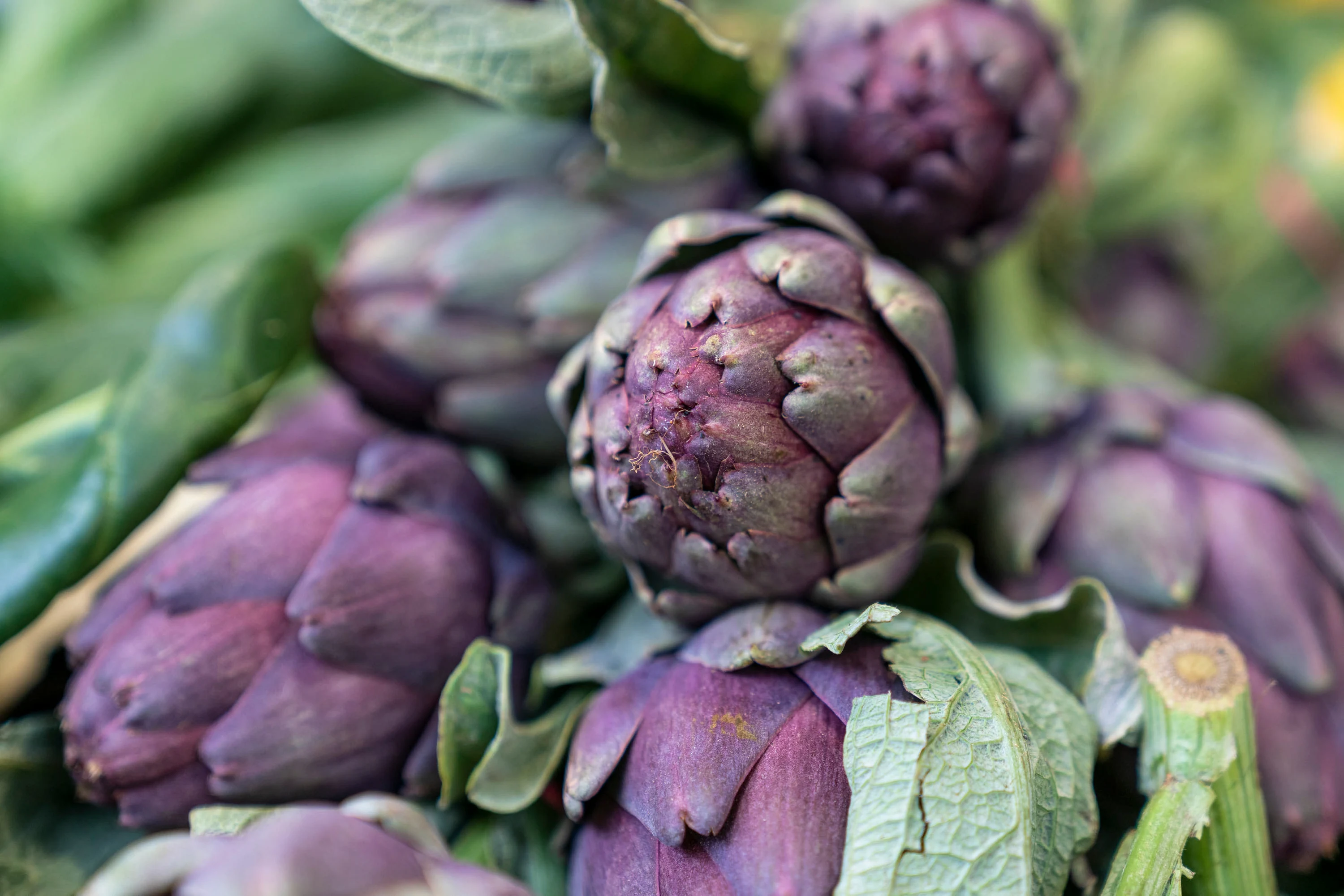 Des artichauts violets en gros plan