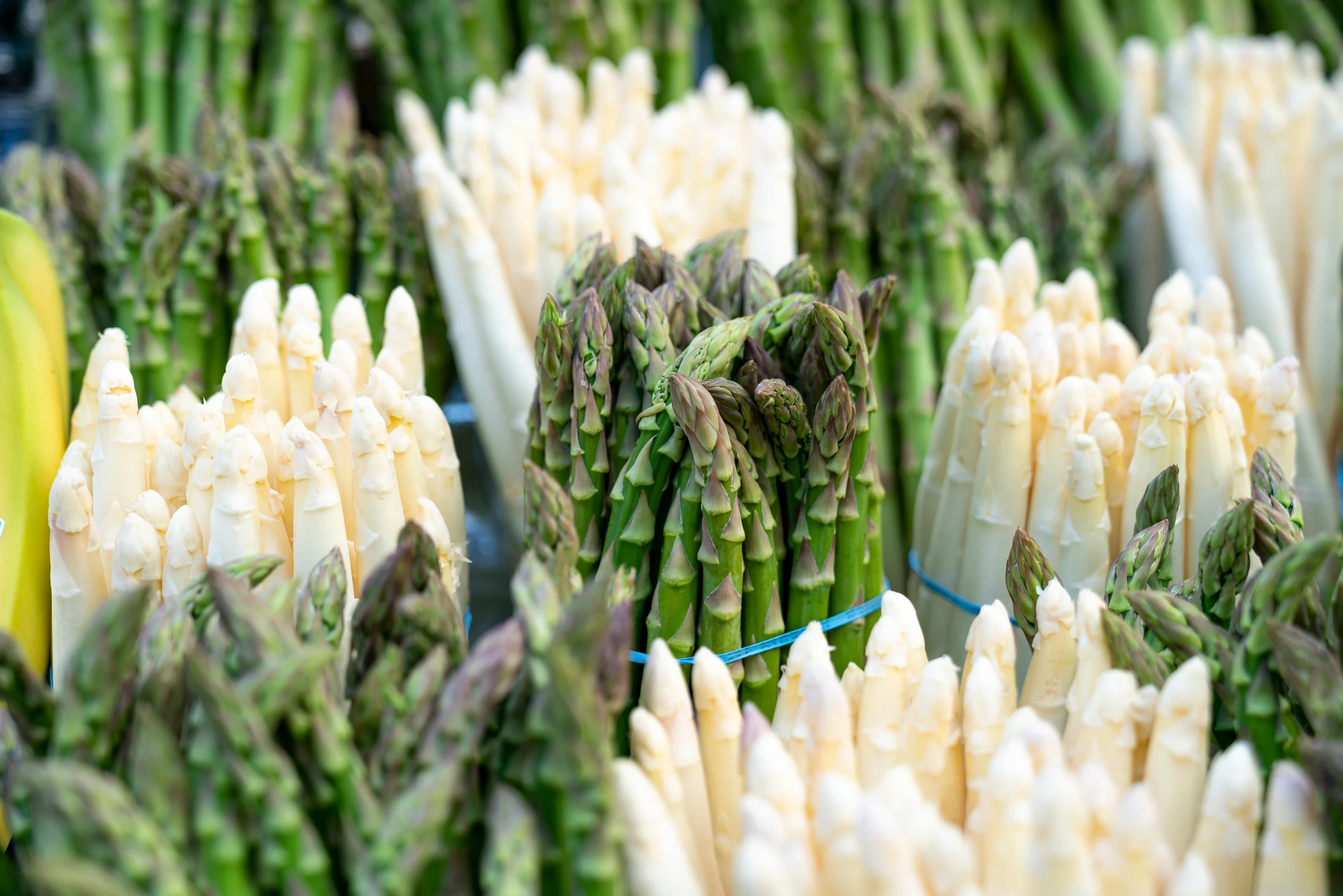 Des asperges vertes et blanches rangées en bottes